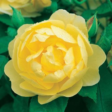 Rosa  Blythe Spirit - English Shrub Rose