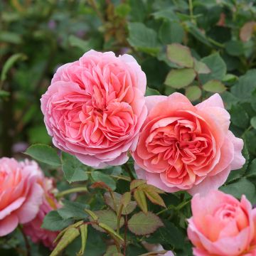 Rosa  Boscobel - English Shrub Rose