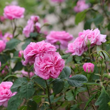 Rosa  Gertrude Jekyll - English Rose