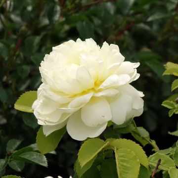 Rosa 'Imogen' - English Rose