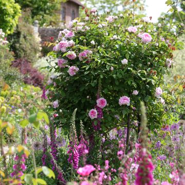 Rosa James Galway - Short climber or shrub rose