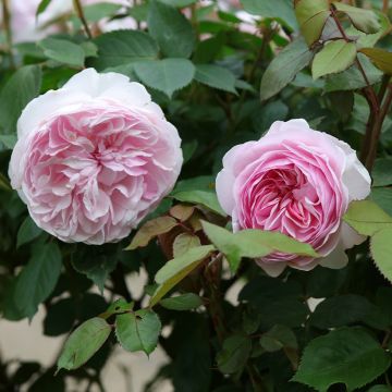 Rosa 'Olivia Rose Austin' - English Rose