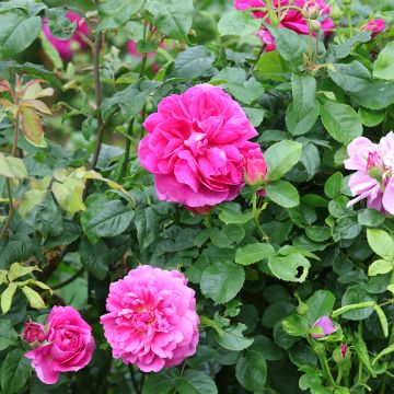 Rosa  Princess Anne - English Shrub Rose