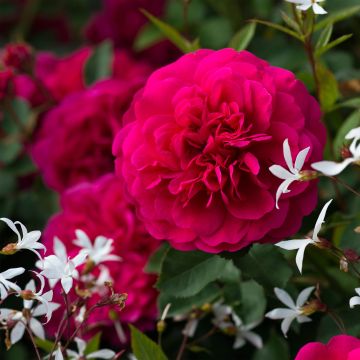 Rosa Sir John Betjeman - English Shrub Rose