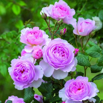 Rosa The Ancient Mariner - English Rose