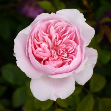 Rosa 'Wisley 2008' - English Rose