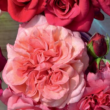 Rosa Décorosiers 'Pink Voluptia' - Shrub Rose
