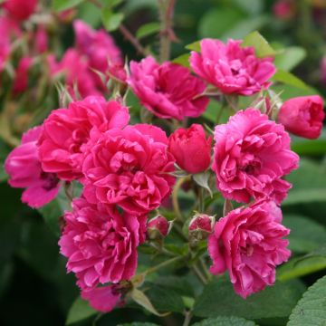 Rosa rugosa F.J. Grootendorst