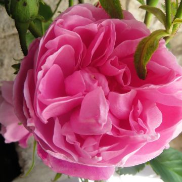 Rosa centifolia Fantin Latour - Cabbage Rose