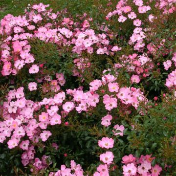Rosa x floribunda 'Fortuna' - Floribunda Rose