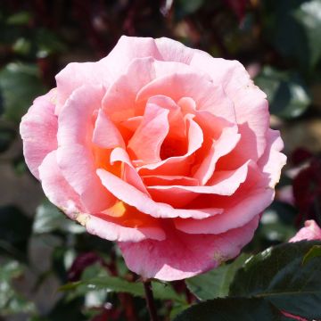 Rosa x floribunda Fragrant Delight