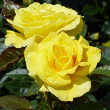 Rosa x floribunda 'Friesia' - Shrub Rose