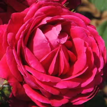 Rosa Generosa 'Michel Jonasz' Shrub Rose