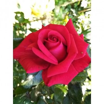Rosa  Le Grand Huit - Standard Rose