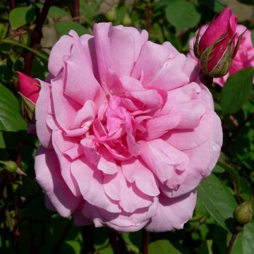 Rosa x polyantha 'Cecile Brunner'