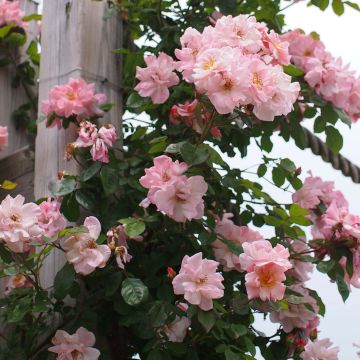 Rosa x floribunda Clair Matin  - Climbing Rose
