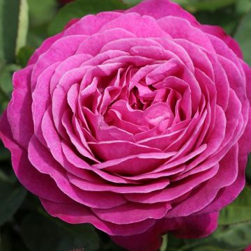 Rosa Heidi Klum - Stem Standard Rose
