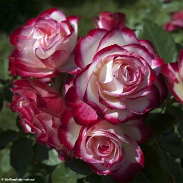 Rosa x floribunda Jubilé du Prince de Monaco - Floribunda Rose