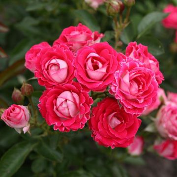 Rosa x polyantha 'Sans Contrainte' 'Anne Roumanoff' - Shrub Rose