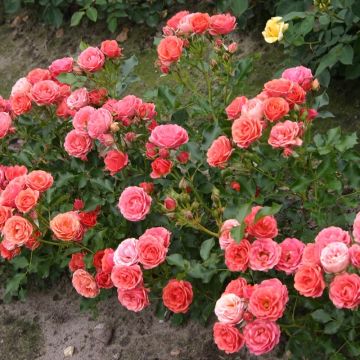 Rosa x polyantha - Lilliputs 'Mandarin' - Miniature Rose