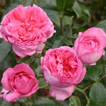 Rosa La Rose de Molinard - Hybrid Tea Rose