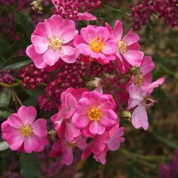 Rosa Lavender Dream - Shrub Rose