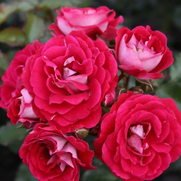 Rosa x polyantha LILLIPUTS Corazon - Dwarf Rose