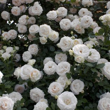 Rosa Palais Royal