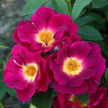 Rosa x polyantha 'Naturen' (Nectar Garden) - Shrub Rose
