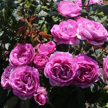Rosa Parfuma Catherine de Medicis - Floribunda Rose
