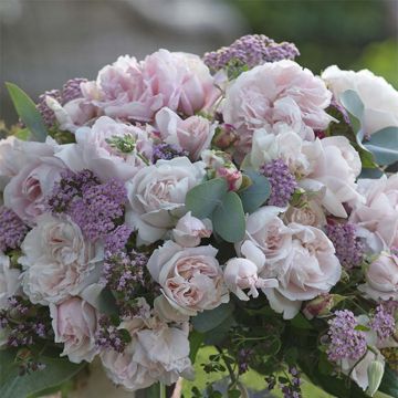 Rosa x floribunda PARFUMA Constance Mozart - Floribunda Rose