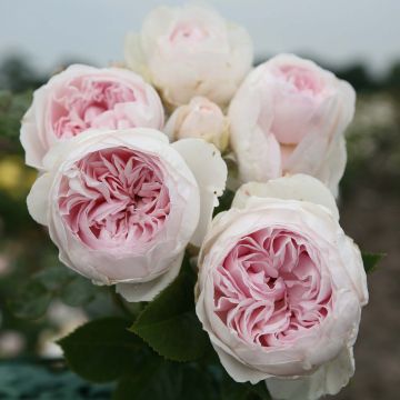 Rosa x floribunda PARFUMA Duchesse Christiana - Floribunda Rose