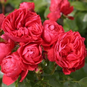 Rosa x floribunda 'Cherry Girl' - Patio Rose