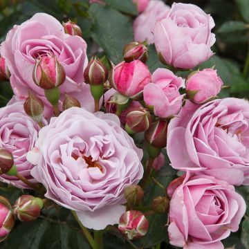 Rosa x floribunda 'Nautica' - Patio Rose