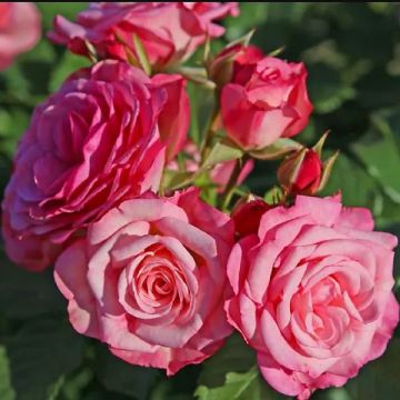 Rosa x floribunda PATIO ROSE Xenia - Floribunda Rose