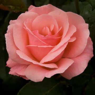 Rosa Queen Elizabeth - Standard Floribunda Rose