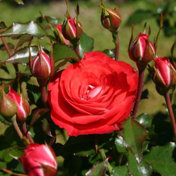 Rosa x floribunda Rigo Rosen® Princesse Disney® Korplunblo - Floribunda Rose