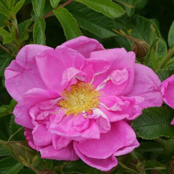 Rosa x rugosa 'SavoraNova Smart' - Rugosa Rose