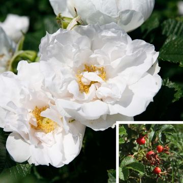 Rosa x rugosa 'SavoraNova White'  - Rugosa Rose