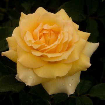 Rosa Sophia Renaissance - Hybrid Tea Rose