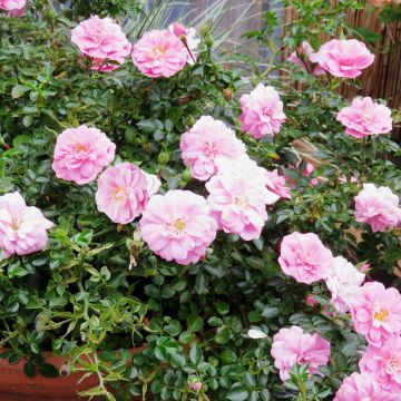 Rosa x polyantha 'Sans Contraintes' 'Sweet Knirps' - Ground Cover Rose