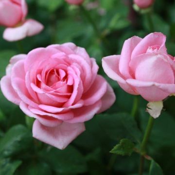 Rosa 'Gérard Depardieu' - Standard Rose