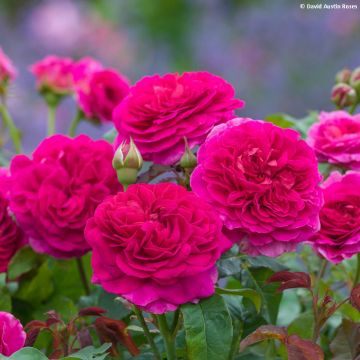 Rosa  Gabriel Oak - English Shrub Rose