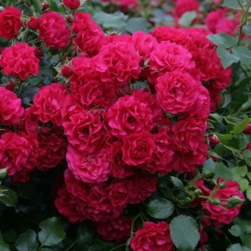 Rosa x polyantha SANS CONTRAINTES Toscana - Standard Rose