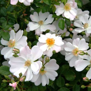 Rosa x floribunda Urban Streetlight Medeo - Floribunda Groundcover Rose