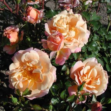 Rosa x floribunda Urban Streetlight Rekord Cubana - Floribunda Groundcover Rose