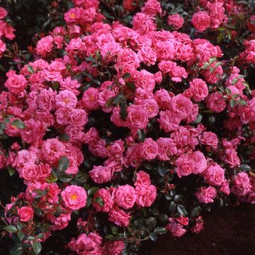 Rosa x floribunda Urban Streetlight Rekord Pink Emely - Floribunda Rose