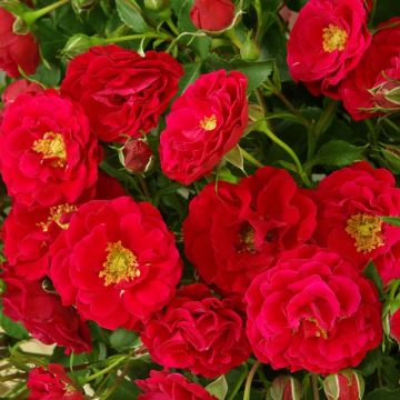Rosa x floribunda Alain - Floribunda Rose