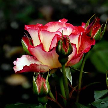 Rosa x floribunda Betty Boop - Floribunda Rose