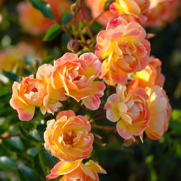 Rosa Bees Paradise Fruity - patio, groundcover rose